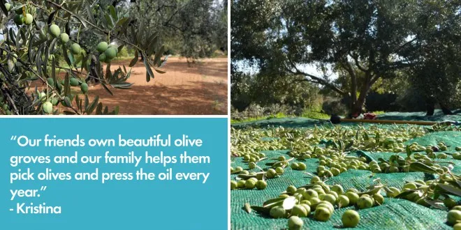 Making Olive Oil in Croatia