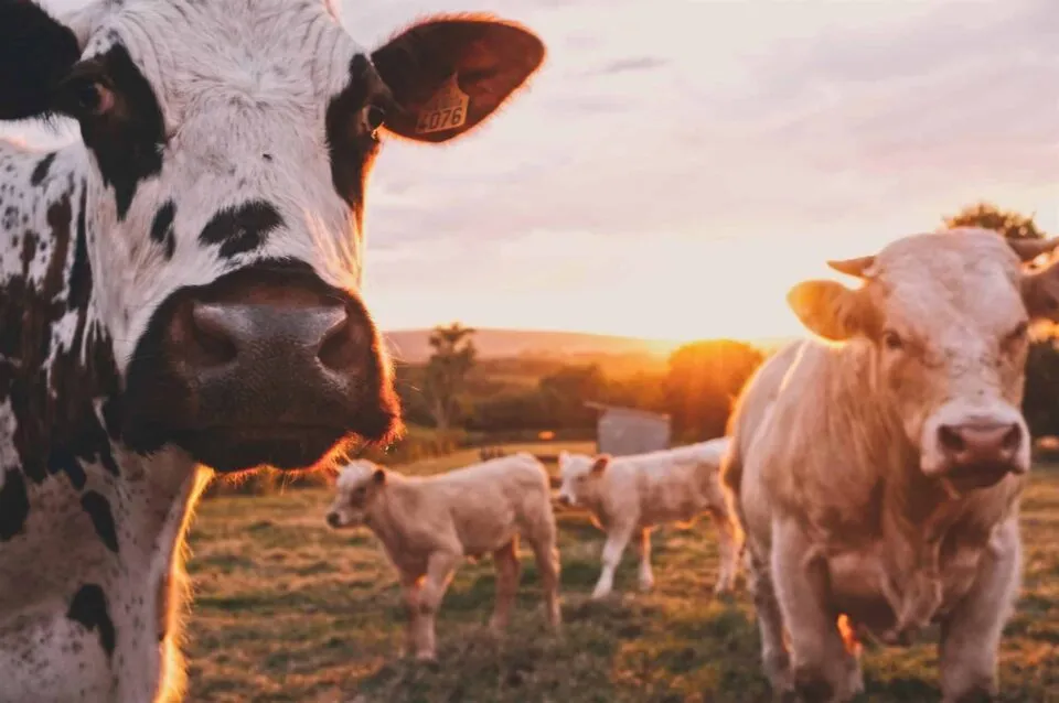 Updates to Our Animal Welfare Guidelines