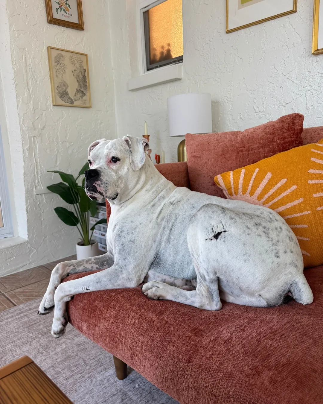 Casper, Alyssa's dog and simple joy!
