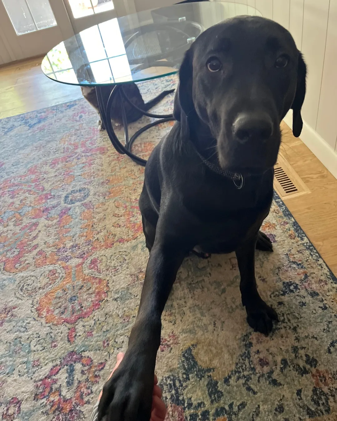 Chuck, Dave's 5-year old retriever. 